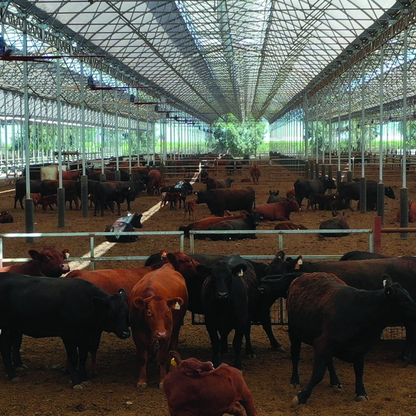 Satışını Yaptığımız Angus | Dost Mezat