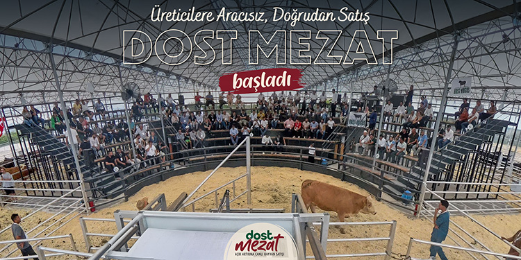 Dost Mezat’la Yüksek Kaliteli Sığır Irklarını Üreticiyle Bir Araya Getiriyoruz