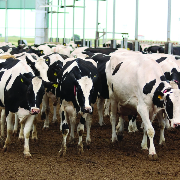 Satışını Yaptığımız Holstein | Dost Mezat