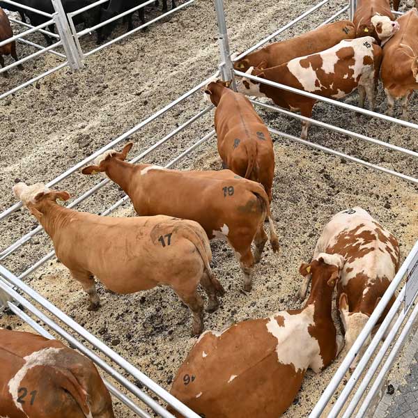 Satışını Yaptığımız Simental | Dost Mezat