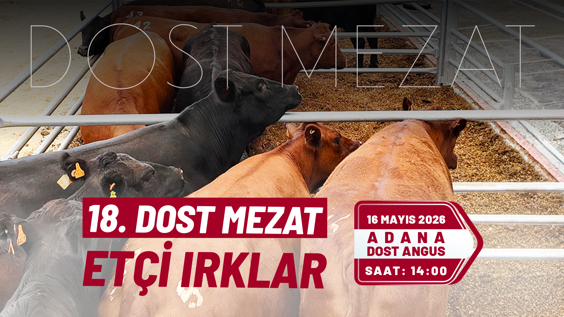  | Dost Mezat